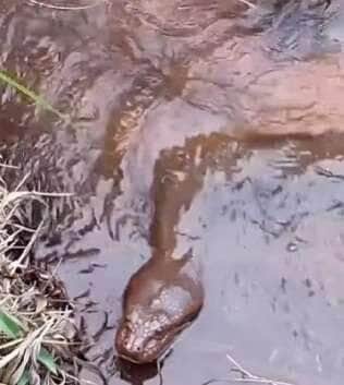 Cobra gigante aponta só a cabeça e vira atração em riacho