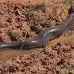 Com fama de assustadora, a sucuri surpreende ao desfilar calmamente entre humanos em uma área rural — e mostra que, mesmo gigante, prefere evitar confusão