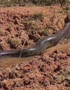Com fama de assustadora, a sucuri surpreende ao desfilar calmamente entre humanos em uma área rural — e mostra que, mesmo gigante, prefere evitar confusão