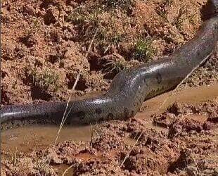 Com fama de assustadora, a sucuri surpreende ao desfilar calmamente entre humanos em uma área rural — e mostra que, mesmo gigante, prefere evitar confusão