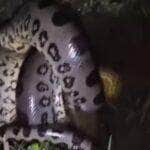 Mesmo enrolada e imponente, a sucuri não demonstrou agressividade. Especialistas lembram: cobras como ela só atacam se se sentirem ameaçadas — e o ser humano, felizmente, não está no cardápio!