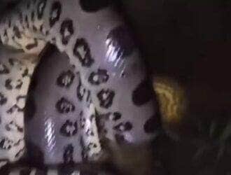 Mesmo enrolada e imponente, a sucuri não demonstrou agressividade. Especialistas lembram: cobras como ela só atacam se se sentirem ameaçadas — e o ser humano, felizmente, não está no cardápio!