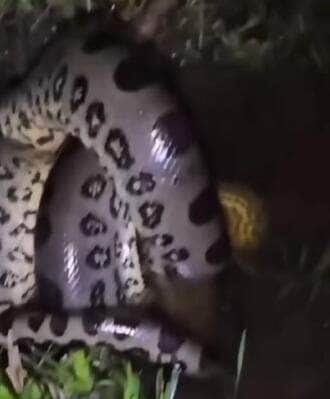 Mesmo enrolada e imponente, a sucuri não demonstrou agressividade. Especialistas lembram: cobras como ela só atacam se se sentirem ameaçadas — e o ser humano, felizmente, não está no cardápio!