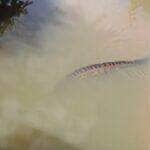 Mundo Animal, sucuri, fauna brasileira, natureza selvagem, animais silvestres, flagrante animal, cobra gigante, rio brasileiro, interior do Brasil, biodiversidade, motoaventura, flagrante inusitado