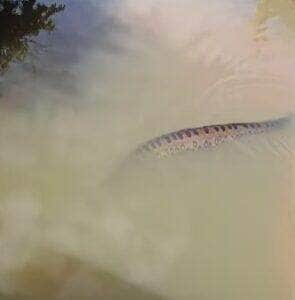 Mundo Animal, sucuri, fauna brasileira, natureza selvagem, animais silvestres, flagrante animal, cobra gigante, rio brasileiro, interior do Brasil, biodiversidade, motoaventura, flagrante inusitado