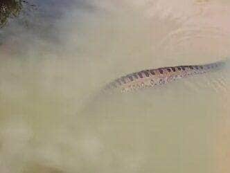 Mundo Animal, sucuri, fauna brasileira, natureza selvagem, animais silvestres, flagrante animal, cobra gigante, rio brasileiro, interior do Brasil, biodiversidade, motoaventura, flagrante inusitado