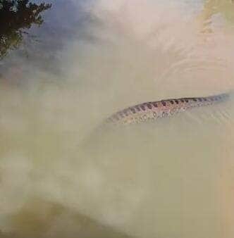 Mundo Animal, sucuri, fauna brasileira, natureza selvagem, animais silvestres, flagrante animal, cobra gigante, rio brasileiro, interior do Brasil, biodiversidade, motoaventura, flagrante inusitado