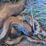 Sucuris são flagradas em roda de acasalamento na natureza selvagem