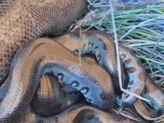 Sucuris são flagradas em roda de acasalamento na natureza selvagem