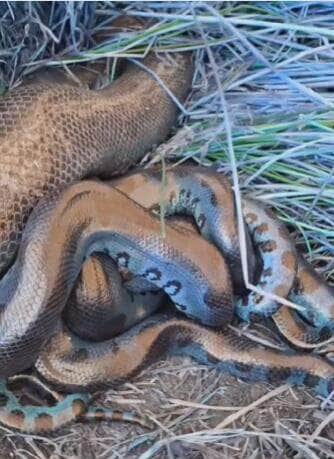 Sucuris são flagradas em roda de acasalamento na natureza selvagem