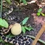 Biólogo Henrique Abrahão compartilha registro inusitado feito pelo serpentólogo Gabriel Nogueira, que usou uma jaca de verdade para mostrar o motivo do curioso nome da maior serpente venenosa das Américas.