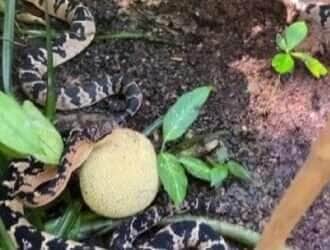 Biólogo Henrique Abrahão compartilha registro inusitado feito pelo serpentólogo Gabriel Nogueira, que usou uma jaca de verdade para mostrar o motivo do curioso nome da maior serpente venenosa das Américas.