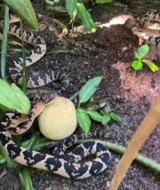 Biólogo Henrique Abrahão compartilha registro inusitado feito pelo serpentólogo Gabriel Nogueira, que usou uma jaca de verdade para mostrar o motivo do curioso nome da maior serpente venenosa das Américas.
