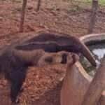 Tamanduá dá show de simpatia ao tomar água no bebedouro das vacas em fazenda brasileira