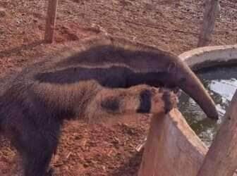 Tamanduá dá show de simpatia ao tomar água no bebedouro das vacas em fazenda brasileira