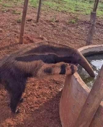 Tamanduá dá show de simpatia ao tomar água no bebedouro das vacas em fazenda brasileira