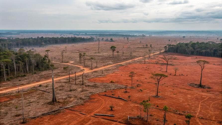 Desmatamento ilegal causa prejuízo milionário em Mato Grosso