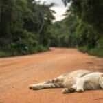 Preso em Mato Grosso homem que ameaçou decapitar gato e agrediu animais em hotel
