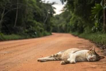 Preso em Mato Grosso homem que ameaçou decapitar gato e agrediu animais em hotel
