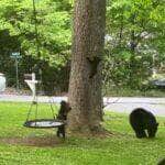 Sob o olhar atento da mamãe urso, um trio de filhotes se diverte em um parquinho: tem balanço, escalada e muita fofura — cena arrancou suspiros e risadas nas redes sociais