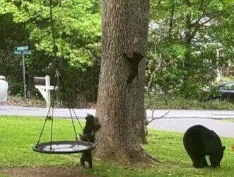 Sob o olhar atento da mamãe urso, um trio de filhotes se diverte em um parquinho: tem balanço, escalada e muita fofura — cena arrancou suspiros e risadas nas redes sociais
