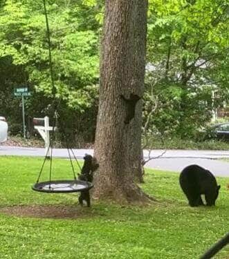 Sob o olhar atento da mamãe urso, um trio de filhotes se diverte em um parquinho: tem balanço, escalada e muita fofura — cena arrancou suspiros e risadas nas redes sociais