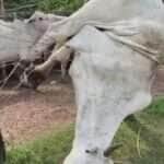 Vaca vira acrobata e fica pendurada de cabeça para baixo ao tentar pular cerca no interior do Brasil