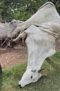 Vaca vira acrobata e fica pendurada de cabeça para baixo ao tentar pular cerca no interior do Brasil
