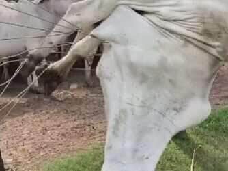 Vaca vira acrobata e fica pendurada de cabeça para baixo ao tentar pular cerca no interior do Brasil