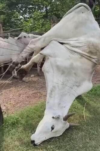 Vaca vira acrobata e fica pendurada de cabeça para baixo ao tentar pular cerca no interior do Brasil