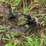 O que era para ser uma manhã tranquila de observação de aves em Lauro Müller virou palco de um confronto épico entre uma vespa predadora e uma caranguejeira gigante, em uma verdadeira aula da natureza selvagem.