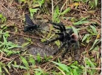 O que era para ser uma manhã tranquila de observação de aves em Lauro Müller virou palco de um confronto épico entre uma vespa predadora e uma caranguejeira gigante, em uma verdadeira aula da natureza selvagem.