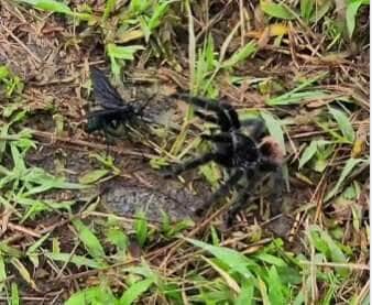 O que era para ser uma manhã tranquila de observação de aves em Lauro Müller virou palco de um confronto épico entre uma vespa predadora e uma caranguejeira gigante, em uma verdadeira aula da natureza selvagem.