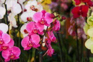 Flores e negócios: 1º festival de flores e plantas promete aquecer economia de Várzea Grande