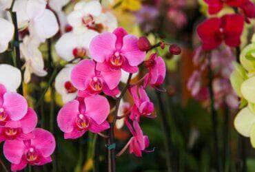 1o festival de flores e plantas promete aquecer economia de Varzea Grande -CenárioMT
