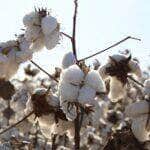 Colheita do algodão