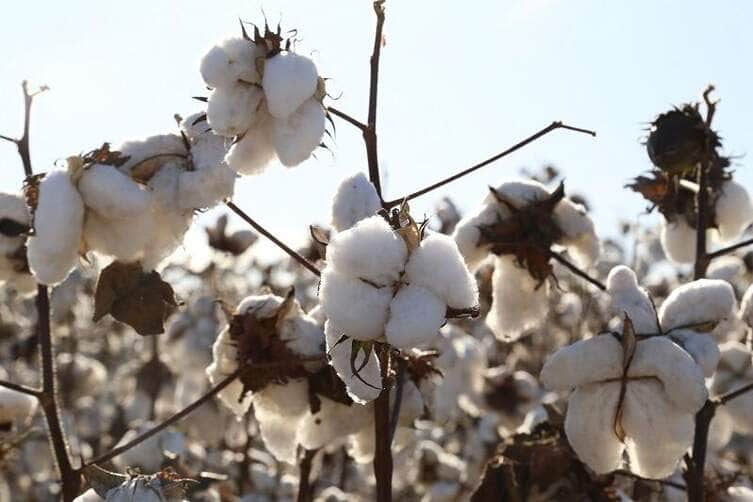 Colheita do algodão