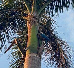 Araras-canindés colorem o céu de Lucas do Rio Verde e encantam moradores em pleno voo