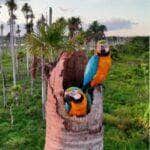 Com cores vibrantes e voos sincronizados, casal de araras-canindé vira sensação ao ser filmado cuidando dos filhotes no topo de uma palmeira no coração do Pantanal. Um espetáculo natural que une afeto, beleza e liberdade.