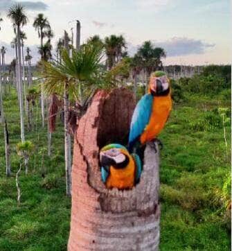 Com cores vibrantes e voos sincronizados, casal de araras-canindé vira sensação ao ser filmado cuidando dos filhotes no topo de uma palmeira no coração do Pantanal. Um espetáculo natural que une afeto, beleza e liberdade.