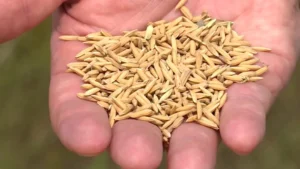 Indicador do arroz segue em queda, mas variações são menos intensas