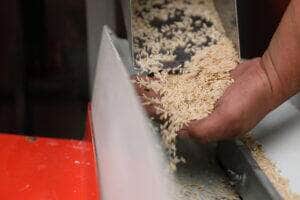 Preços do arroz registram nova queda e acumulam recuo de mais de 40% em 2025, aponta Cepea