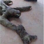 Cena fofa mostra o filhotinho se arrastando lentamente em direção à mãe, que o espera de “braços abertos”; vídeo viralizou entre os apaixonados por animais silvestres