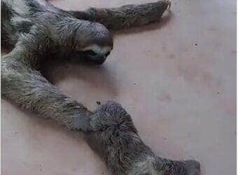 Cena fofa mostra o filhotinho se arrastando lentamente em direção à mãe, que o espera de “braços abertos”; vídeo viralizou entre os apaixonados por animais silvestres