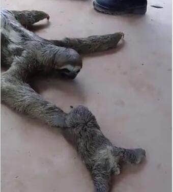 Cena fofa mostra o filhotinho se arrastando lentamente em direção à mãe, que o espera de “braços abertos”; vídeo viralizou entre os apaixonados por animais silvestres