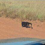Registro raro mostra um bugio sozinho atravessando um campo limpo no coração do Cerrado, comportamento inusitado para uma espécie extremamente social