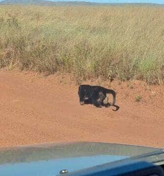 Registro raro mostra um bugio sozinho atravessando um campo limpo no coração do Cerrado, comportamento inusitado para uma espécie extremamente social
