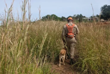Cão de resgate auxilia bombeiros na localização de desaparecido