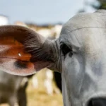 Campanha de atualização termina terça e multa pode chegar a R$ 6,7 mil