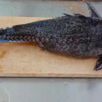 Cepesca regulamenta descaracterização do peixe abotoado para pescadores profissionais